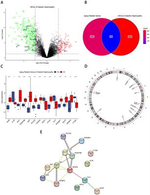 Frontiers Identification And Validation Of Aging Related Gene